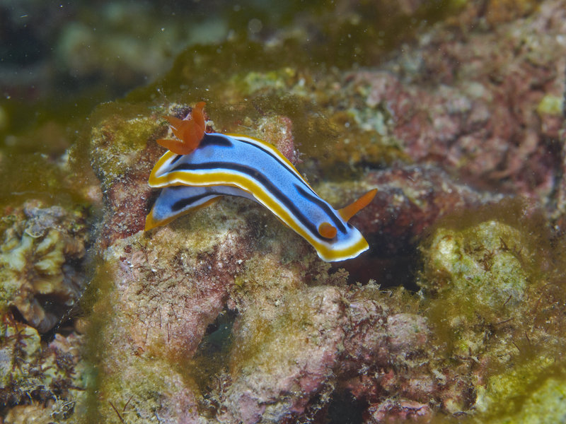 Nudibranch, Dugon Wall